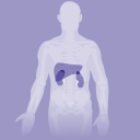 Liver & Kidney