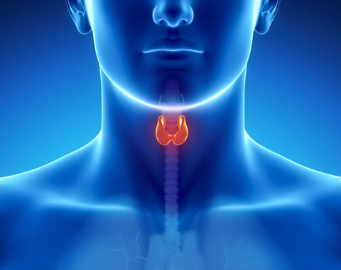 Thyroid Health Test